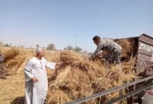 أبو صدام : 2350 جنيه سعر اردب الاقماح لموسم 2025-2026 سوف يساهم في زيادة مساحات زراعة القمح