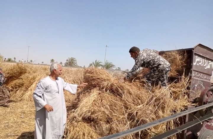 أبو صدام : 2350 جنيه سعر اردب الاقماح لموسم 2025-2026 سوف يساهم في زيادة مساحات زراعة القمح