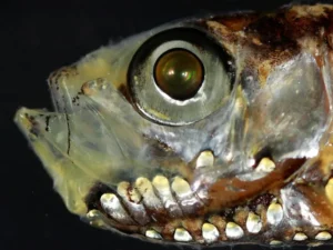 اكتشاف يقلب مفاهيم الإبصار في الأعماق