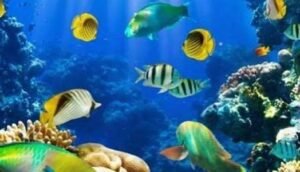 اكتشاف يقلب مفاهيم الإبصار في الأعماق