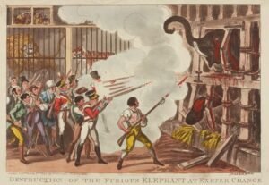 من حادثة صادمة إلى إمبراطورية حماية الحياة البرية: قصة منظمة غيرت علاقة الإنسان بالحيوان منذ قرنين