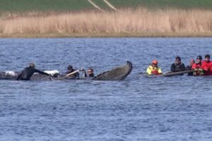 “أنقذوا تيمي”.. مهمة إنقاذ تتحول إلى جدل صادم: خبراء يحذرون من تعذيب حوت يحتضر باسم الإنسانية