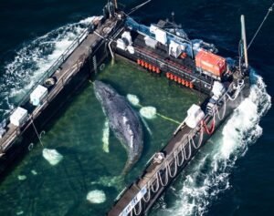 “أنقذوا تيمي”.. مهمة إنقاذ تتحول إلى جدل صادم: خبراء يحذرون من تعذيب حوت يحتضر باسم الإنسانية