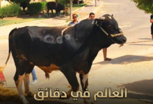 أحكام الأضاحي 2026 مهم جدا