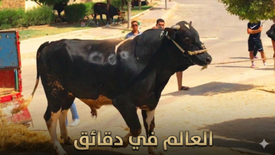 أحكام الأضاحي 2026 مهم جدا