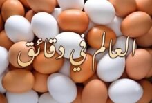 إنتاج يومي يبلغ 44 مليون بيضة،