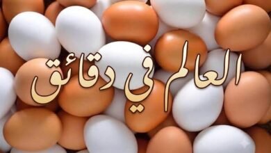 إنتاج يومي يبلغ 44 مليون بيضة،