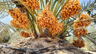 استخدامات النخلة قديمًا وحديثًا في البناء وصناعة الأقفاص والمنتجات المنزلية والتمر