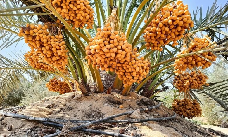 استخدامات النخلة قديمًا وحديثًا في البناء وصناعة الأقفاص والمنتجات المنزلية والتمر