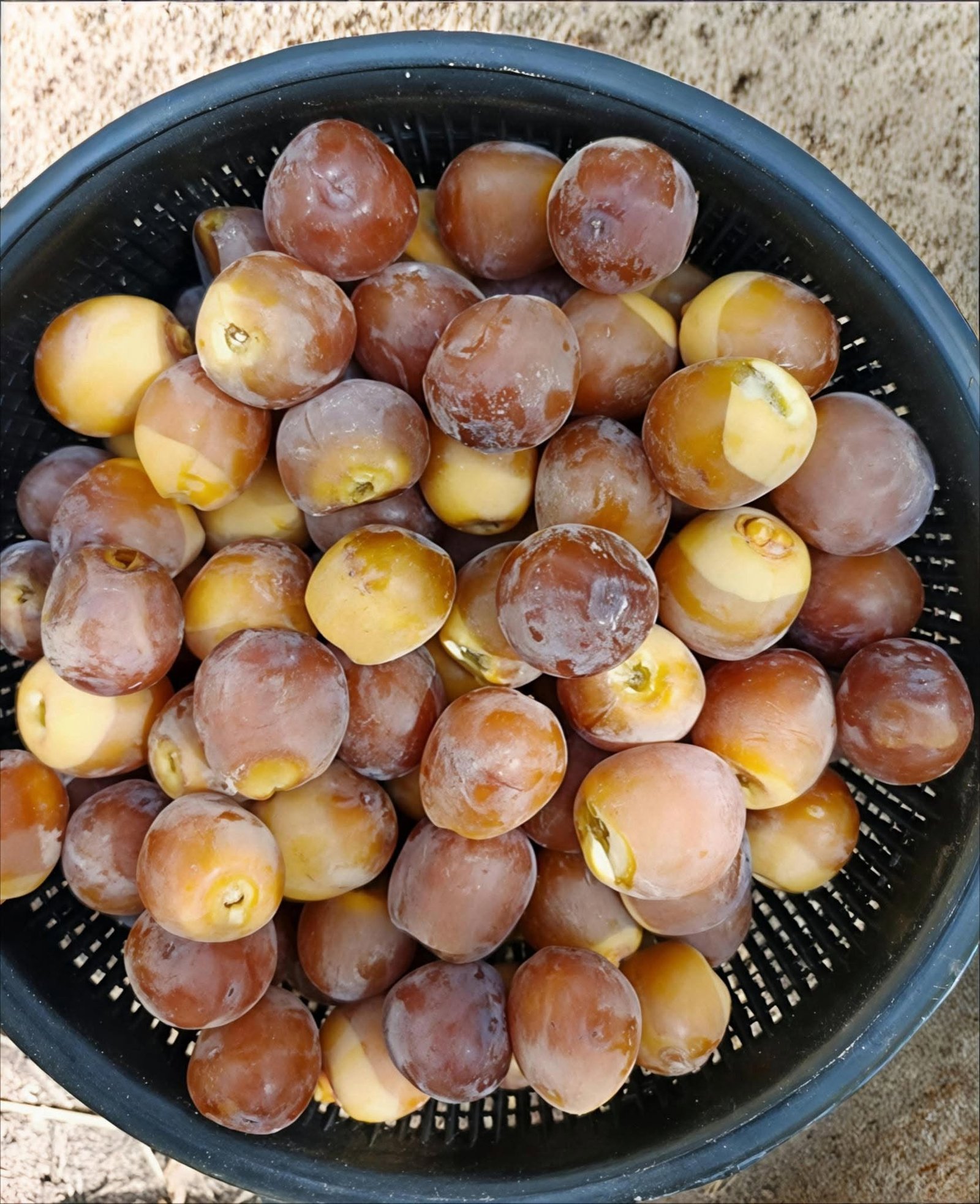بلح بارحي