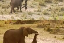 صورة مؤلمة لأنثى فيل تحمل صغيراً نافقاً تفوز