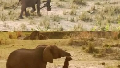 صورة مؤلمة لأنثى فيل تحمل صغيراً نافقاً تفوز