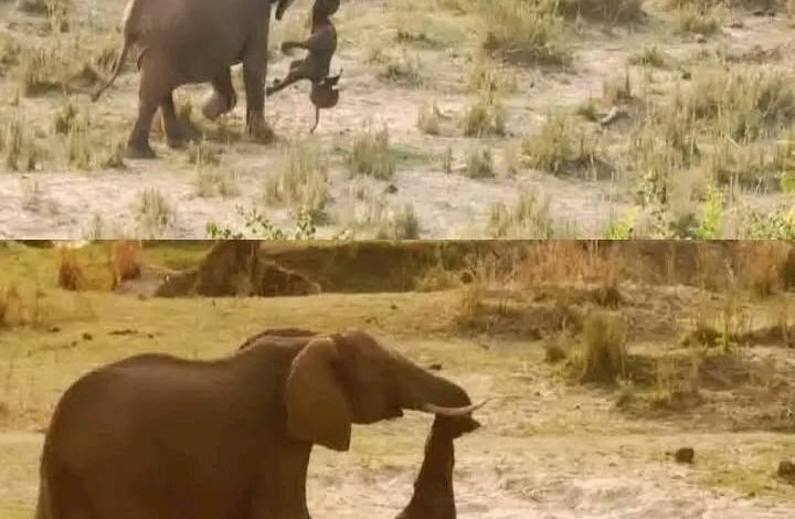 صورة مؤلمة لأنثى فيل تحمل صغيراً نافقاً تفوز